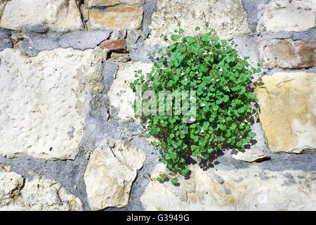 Blätter und Blüten auf Steinwand als Hintergrund Stockfoto