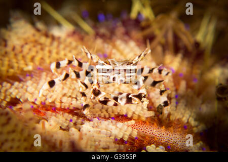 Ein Zebra Urchin Krabbe - Zebrida Adamsii - in seinem Wirt Feuer Urchin - Asthenosoma Varium. Aufgenommen im Nationalpark Komodo, Indonesien Stockfoto