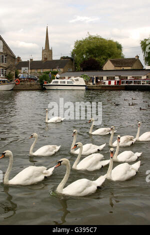 Die Cotswolds.  Schwäne auf der Themse bei Lechlade, mit der Pfarrkirche in der Ferne. Stockfoto