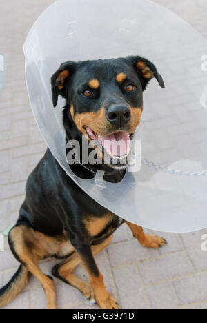 Hund (Labrottie) trägt e-Kragen nach der Operation verhindert Haustier aus lecken und beißen Wunden schneller heilen. Stockfoto