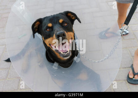 Hund (Labrottie) trägt e-Kragen nach der Operation verhindert Haustier aus lecken und beißen Wunden schneller heilen. Stockfoto