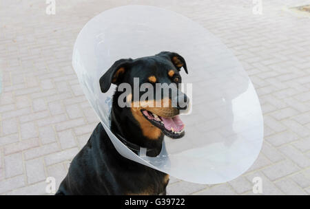 Hund (Labrottie) trägt e-Kragen nach der Operation verhindert Haustier aus lecken und beißen Wunden schneller heilen. Stockfoto