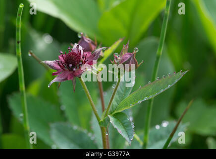 Marsh cinquefoil (Comarum palustre) Wildblume mit Wassertröpfchen in Surrey, Großbritannien Stockfoto