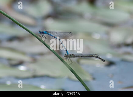 Gemeinsame blau damselflies (Enallagma cyathigerum) Paaren auf Schilf Stockfoto