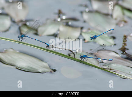 Gemeinsame blau damselflies (Enallagma cyathigerum) Paaren auf Schilf Stockfoto