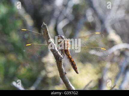 Gekielt skimmer Dragonfly (Orthetrum coerulescens) - weiblich - in Surrey, England. Stockfoto