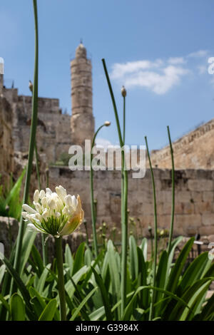 Der frühen islamischen Zeit (638-1099 CE) Rundturm auf der Zitadelle von Jerusalem, bekannt als der Turm von David, hat in vielen Sinnen beco Stockfoto