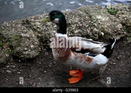Surrey England Stockente am Frensham Pond Stockfoto