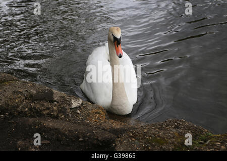 Surrey England Höckerschwan bei Frensham Pond Stockfoto