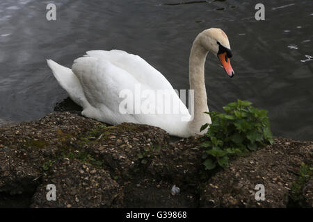 Surrey England Höckerschwan bei Frensham Pond Stockfoto