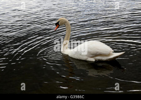 Surrey England Höckerschwan bei Frensham Pond Stockfoto