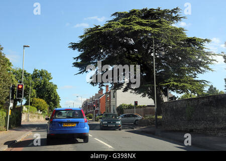 Cheltenham Gloucestershire England Street Szene Autos hielten an Ampeln und Zeder Stockfoto