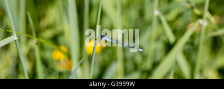 Lebendige Tänzer (banot vivida) Stockfoto