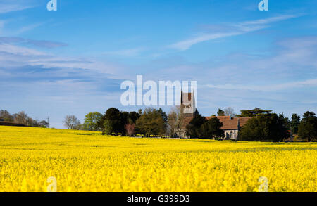 Die Kirche St. Peter und Paul in dem Dorf Ospringe, Kent. Umgeben von einem gelben Raps im Frühjahr. Stockfoto