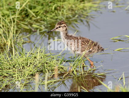 Juvenile europäische gemeinsame Rotschenkel (Tringa Totanus) auf Nahrungssuche in Feuchtgebiete Stockfoto