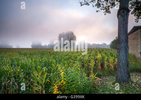 Mais-Feld im Morgennebel Dordogne Frankreich Stockfoto