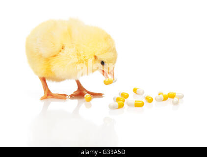 Kleine gelbe Huhn nimmt Pille aus Haufen von gelben und weißen Kapseln, isoliert auf weißem Hintergrund Stockfoto