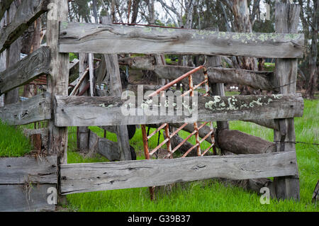 Verlassene Schafe Rennen inmitten River Redgum Wald in Echuca, Victoria, Australien Stockfoto