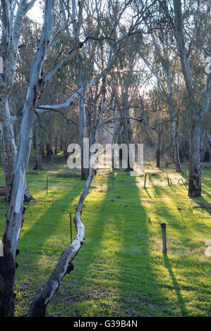 Abendlicht beleuchtet Redgum Wald in der Nähe der Kreuzung der Murray und Campaspe Flüsse in Echuca, Victoria, Australien Stockfoto