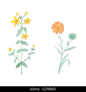 Aquarell Tutsan und Calendula isoliert auf weißem Hintergrund. Handgezeichnete Heilung Kraut isoliert. Stockfoto