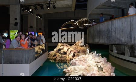 New England Aquarium, zentrale Wharf Boston, Massachusetts, USA Stockfoto