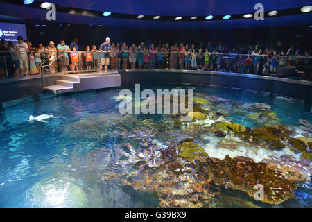 New England Aquarium, zentrale Wharf Boston, Massachusetts, USA Stockfoto