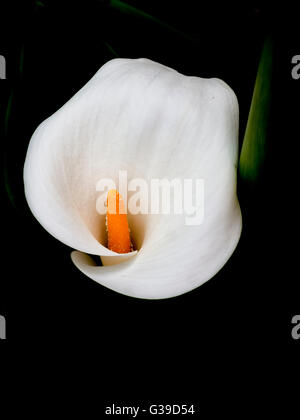 Zantesdeschia aka Calla Lilie Blume im Garten. Dunklen Hintergrund. Stockfoto