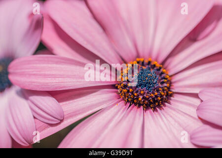 Schöne Blumen auf weichen Pastell Farbe Closeup in Unschärfe Stil Stockfoto