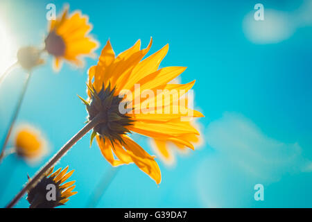 Schöne Kosmos Blumen gegen den blauen Himmel auf einem Sonnenuntergang Feld. Saisonale Hintergrund Konzept. Stockfoto
