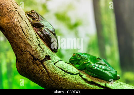 Frosch sitzt auf Baum closeup Stockfoto