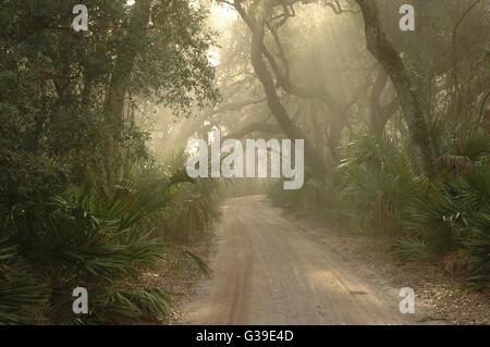 The main road passing through a tunnel of Live Oak trees and maritime forest on Cumberland Island National Seashore in Georgia. Stockfoto