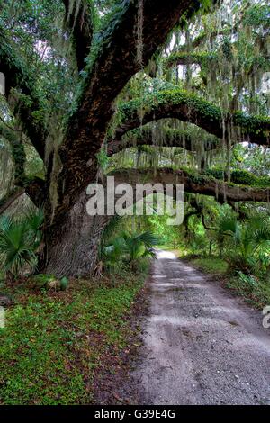 The main road passing through a tunnel of Live Oak trees and maritime forest on Cumberland Island National Seashore in Georgia. Stockfoto