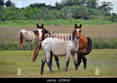 Wilde Pferde roaming entlang den Sumpf auf Cumberland Island National Seashore in Georgien. Stockfoto