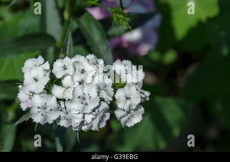 Sweet William, Dianthus Barbatus oder Nelke ist blühende Pflanze in der Familie Caryophyllaceae, Sofia, Bulgarien Stockfoto