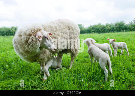 EWE und ihre vier Lämmer Stockfoto