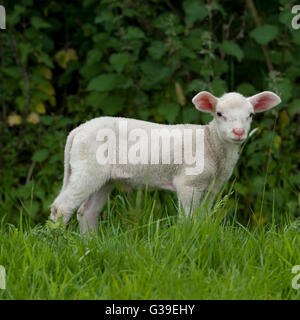 Fresian Lamm Stockfoto