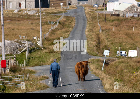 Ein älterer Mann hüten eine Highland Kuh entlang einer Straße auf der Isle of Lewis. Stockfoto