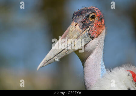 Porträt Marabou Storch (Leptoptilos Crumeniferus) Stockfoto