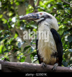 Visayan Hornbill (Penelopides Panini) an der Biopark in Fuengirola Stockfoto