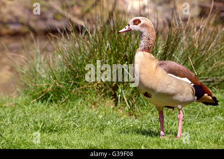 Nahaufnahme der Nilgans (Alopochen Aegyptiacus) auf Rasen Ansicht des Profils Stockfoto