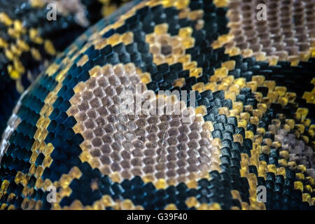Netzpython (Python Reticulatus) Haut schließen sich im Bioparc Fuengirola Stockfoto