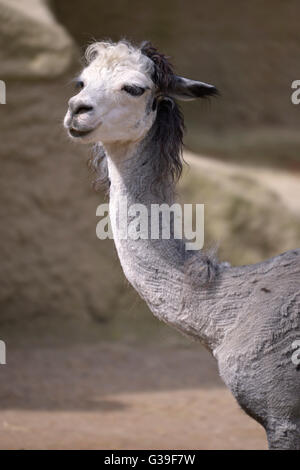 Porträt des grauen Alpaka (Vicugna Pacos) Stockfoto