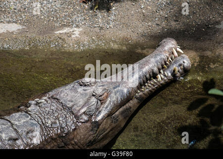 Tomistoma (Tomistoma Schlegelii) ruhen in einem Pool in der Bioparc Fuengirola Stockfoto