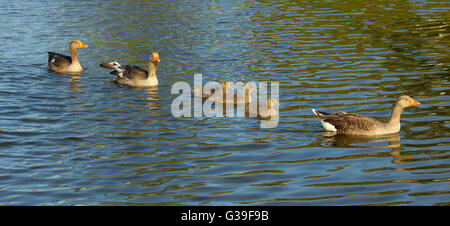 Graugans Gans Anser Anser männlich weiblich & Brut von etwa zwei Wochen Stockfoto