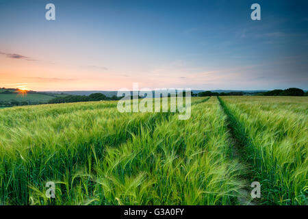 Sonnenuntergang über einem Feld frische grüne Gerste weht die Brise in der kornischen Landschaft Stockfoto