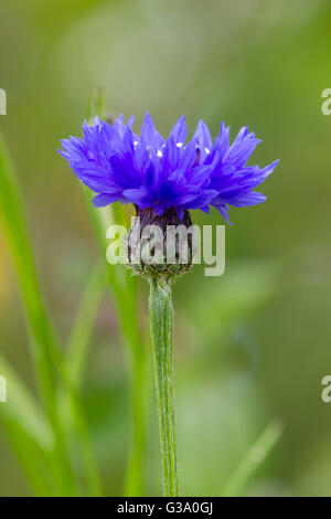 Einzelne Blüte und Stengel der jährlichen blaue Kornblume, Centaurea cyanus Stockfoto