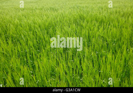 zeitigen Frühjahr Weizen Anbau im Bereich, Norfolk, england Stockfoto