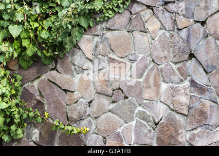 massive Wand aus Stein, auf denen die grüne Efeu wächst Stockfoto