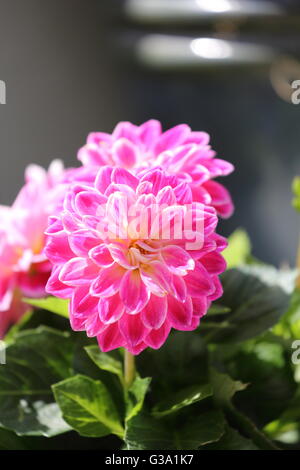 Nahaufnahme von rosa Dahlia Dahietta 'Louise' Blumen in einem Garten in London. Zeigt Blätter und einen dunklen Hintergrund an einem sonnigen Tag Stockfoto