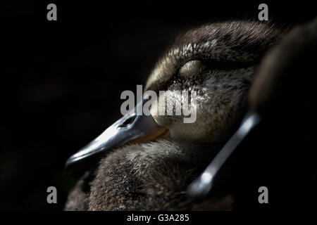 Stockente; Anas Platyrhynchos einzelne Entlein; vor einem dunklen Hintergrund; Cornwall; UK Stockfoto